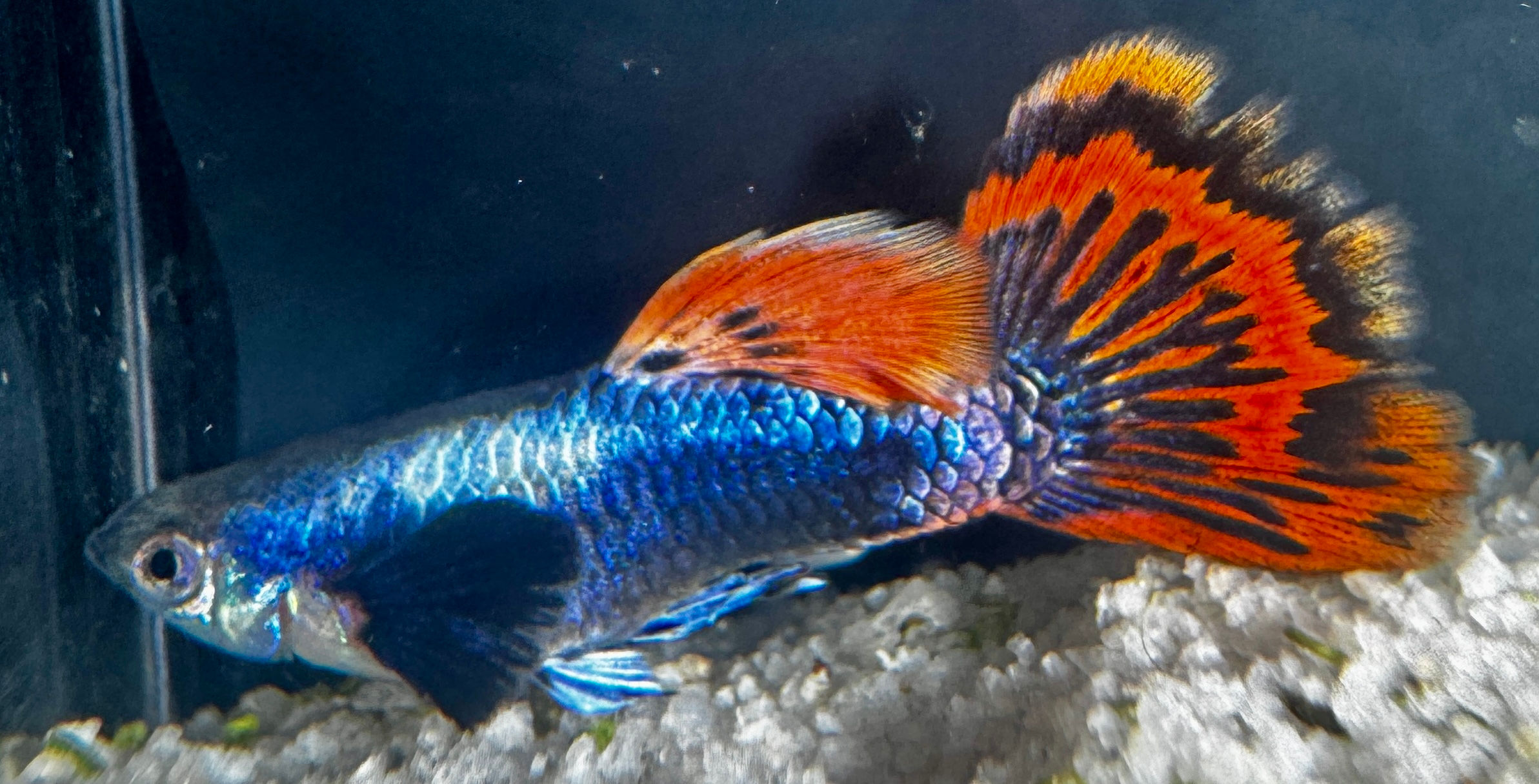 Dumbo Ear Mosaic Guppy