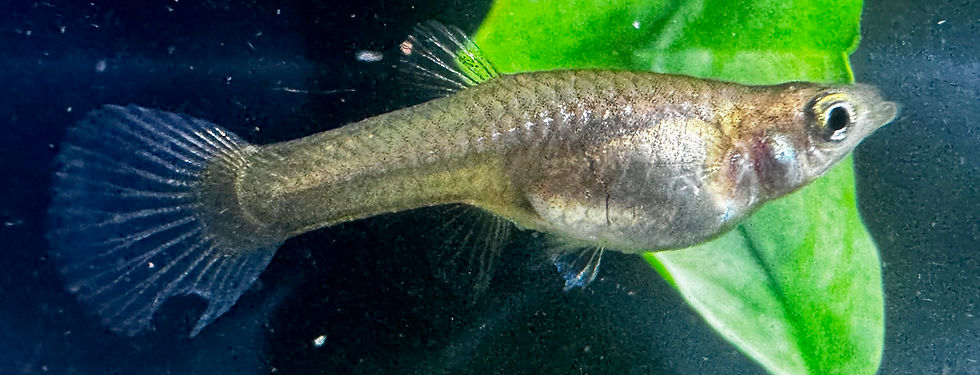 Thumbnail: Black Bar Butterfly Endler