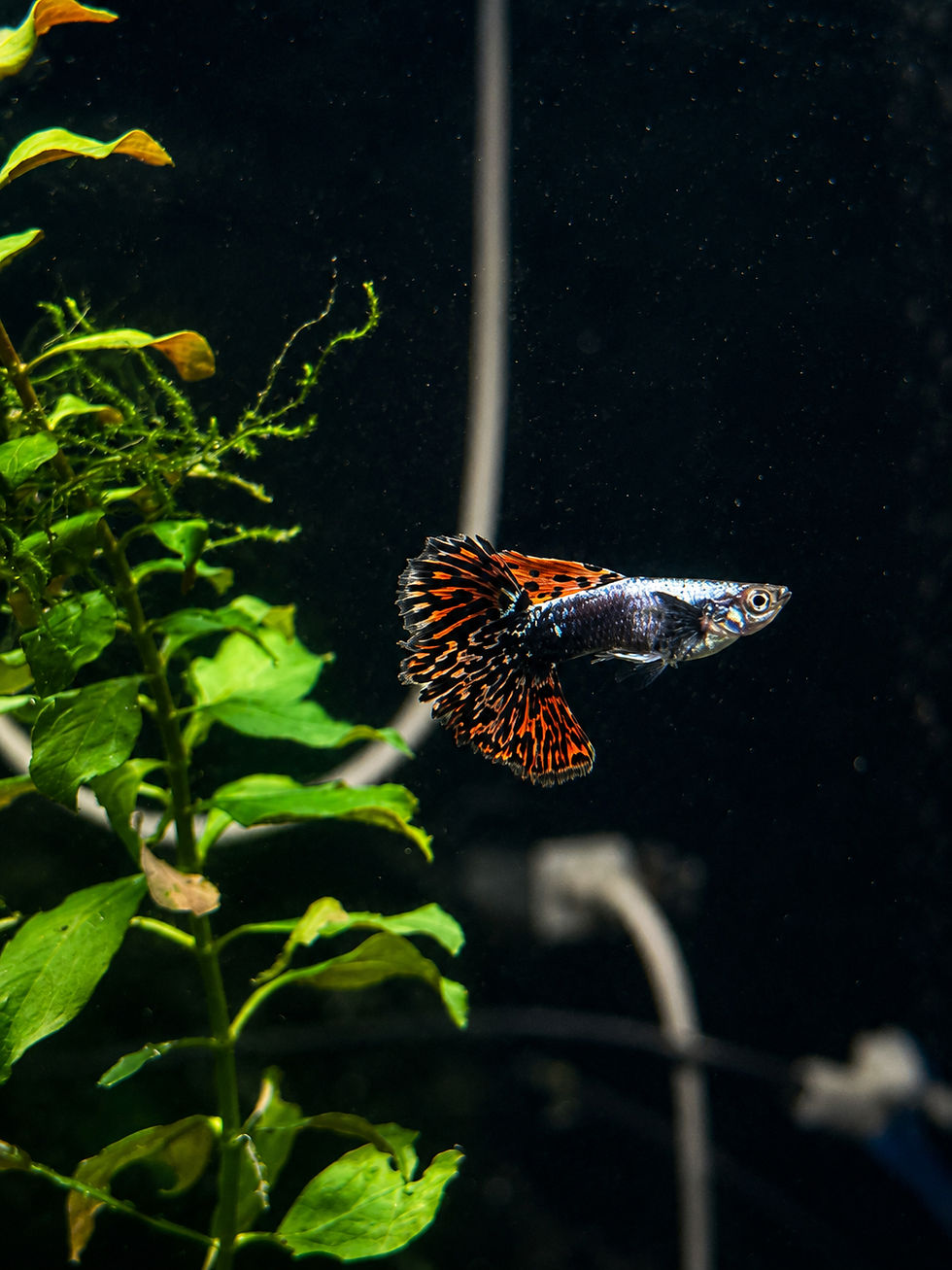 Thumbnail: Dumbo Red Ear Mosaic Guppy