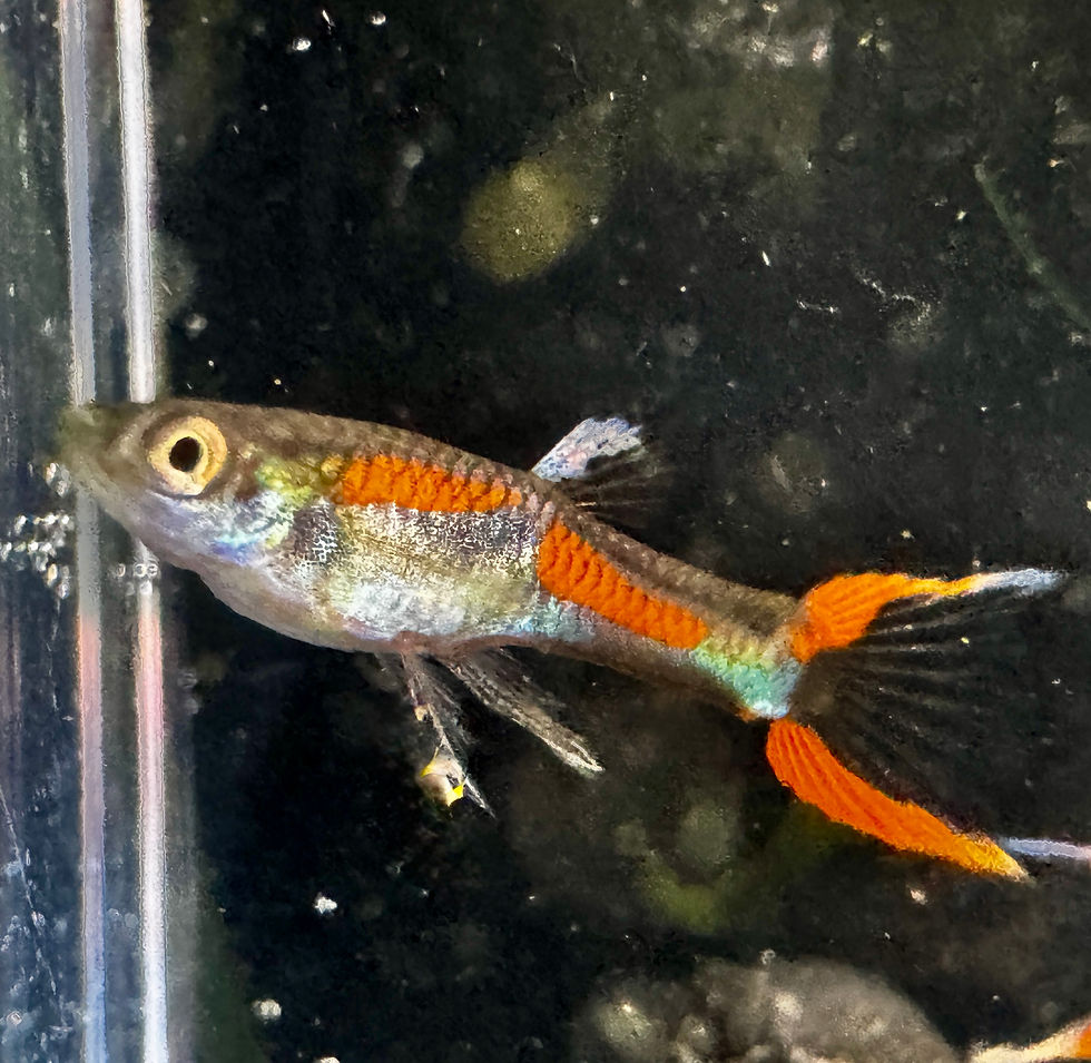 Thumbnail: Black Bar Endlers