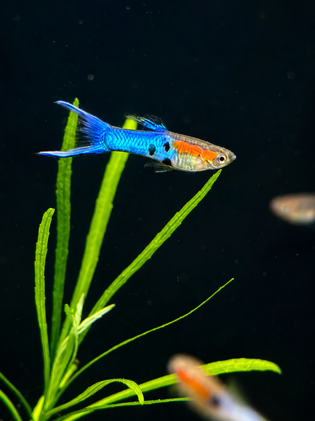 Neon Sky Blue Endler