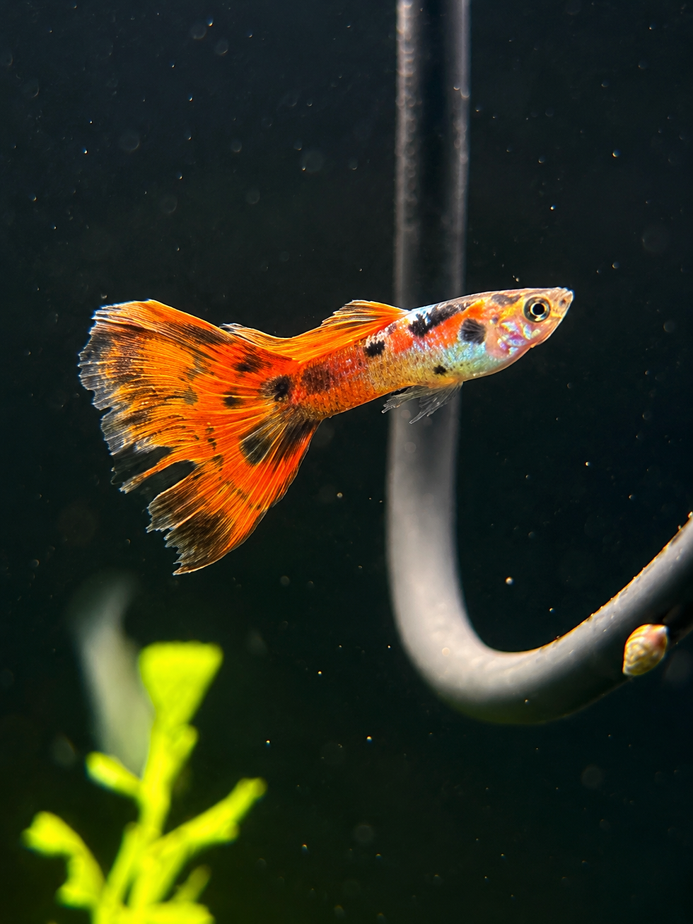 Thumbnail: Calico Ragtail Endler 