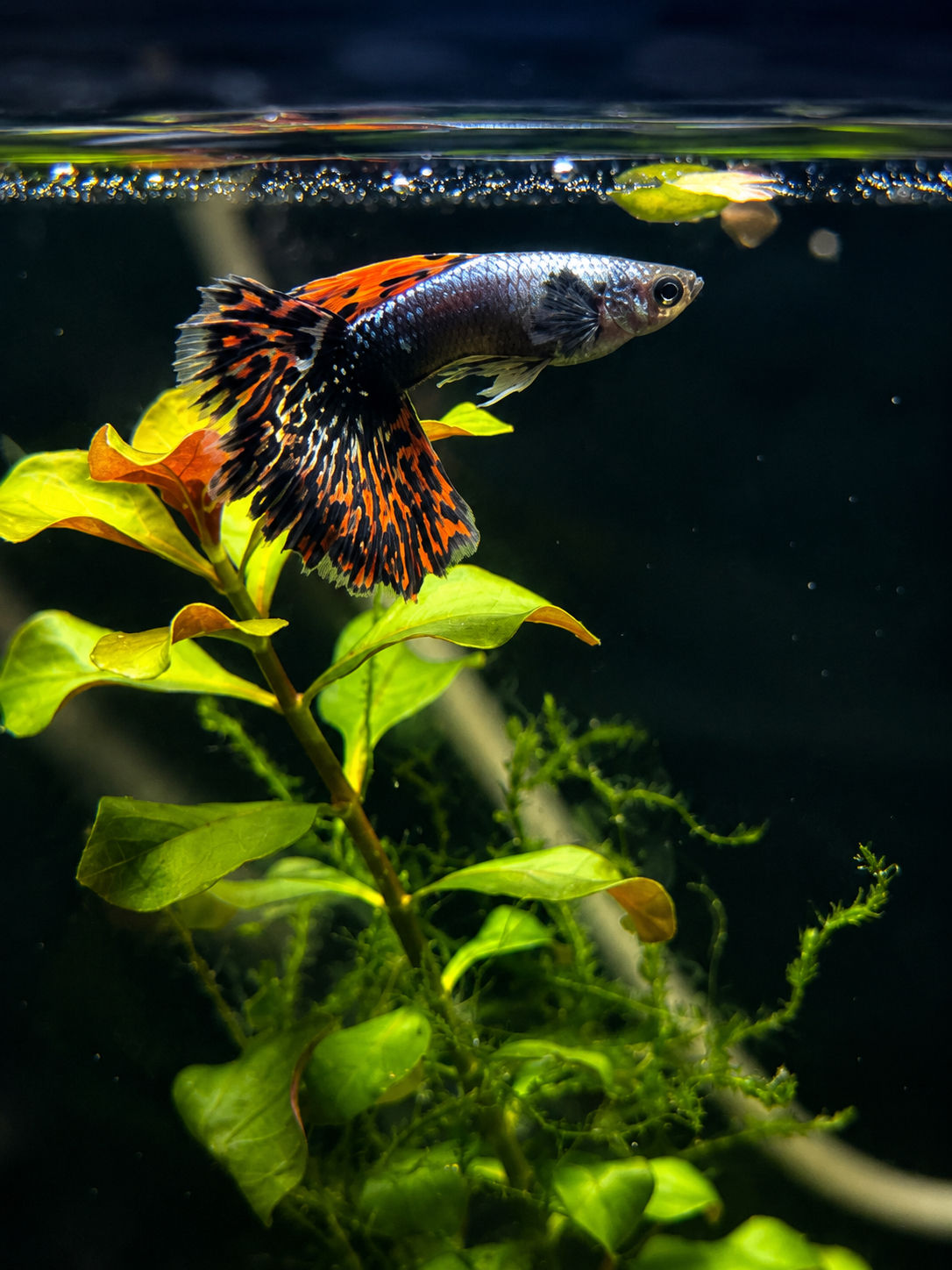 Dumbo Red Ear Mosaic Guppy