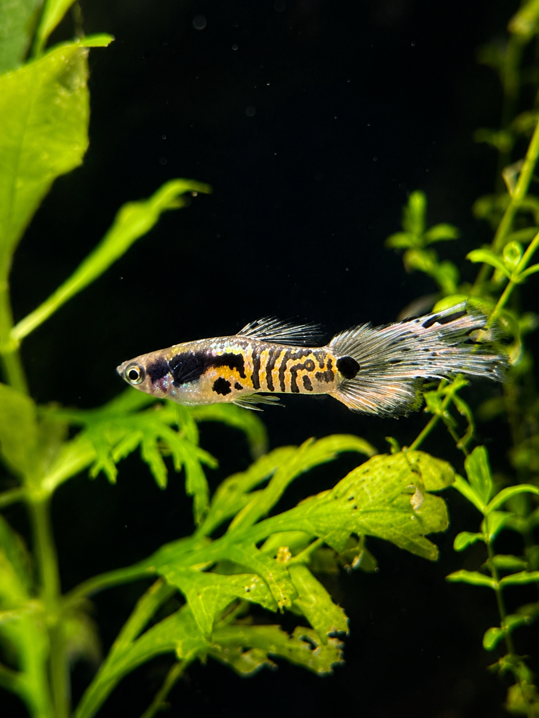 Yellow Blue Blush Wildcat Endler