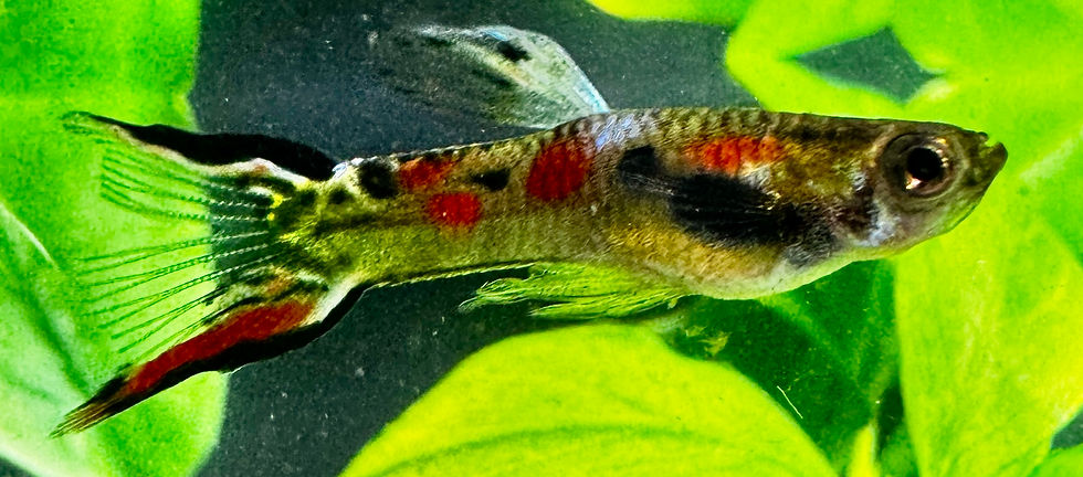 Thumbnail: Black Bar Butterfly Endler