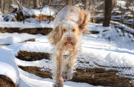 shutterstock_1058129780_edited.jpg
