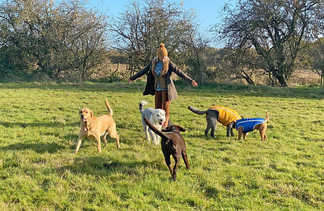 Sophie Dogs Pic.jpg
