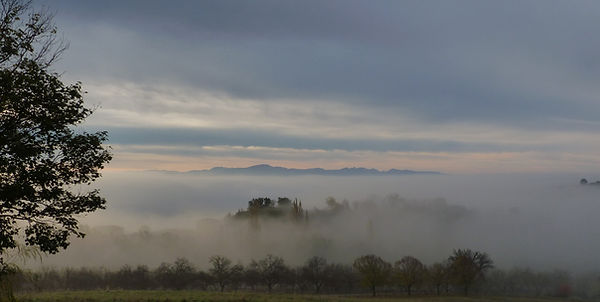Noyers noyés dans la brume matinale..JPG