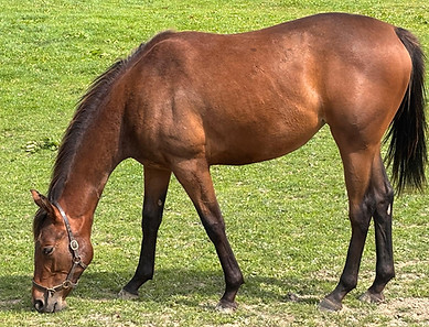 STARSPANGLEDBANNER EX EVIES WISH 050825.jpg