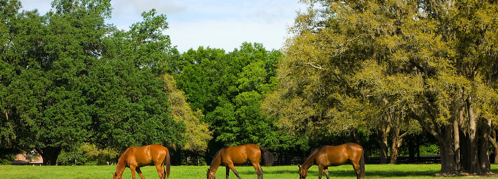 3 Yearlings Grazing.jpg