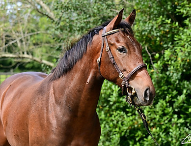 STARSPANGLEDBANNER FILLY GOFFS ORBY 1_B.jpg