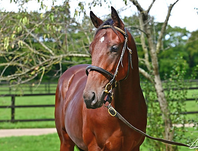 NAVAL CROWN GOFFS ORBY 2.jpg