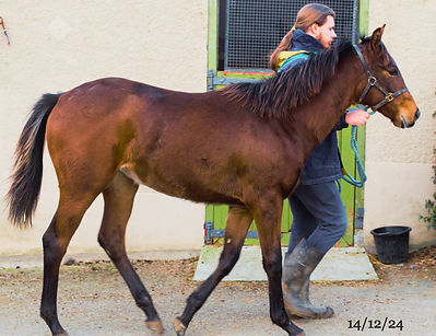 STARSPANGLEDBANNER x EVIE'S WISH_edited.