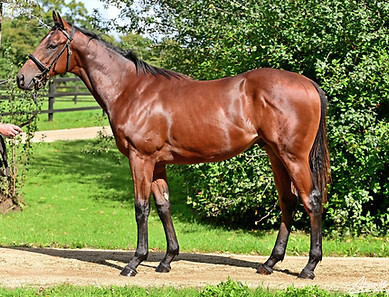 NAVAL CROWN GOFFS ORBY 2_B.jpg