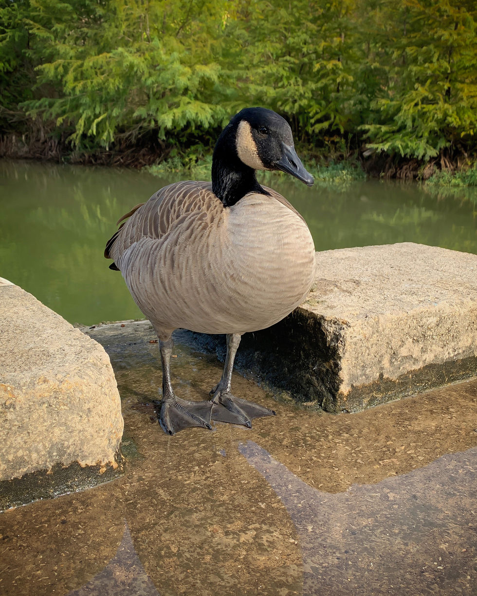 Canadian Goose