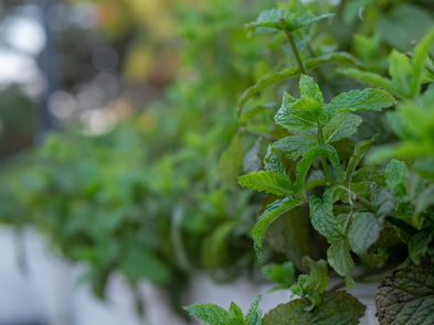 Giornata Mondiale dell'Ambiente: Coltivare la speranza, un germoglio alla volta