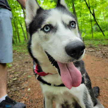 Husky in a forest