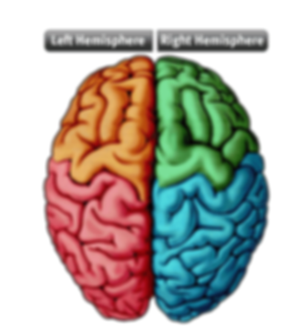 Brain hemispheres.png
