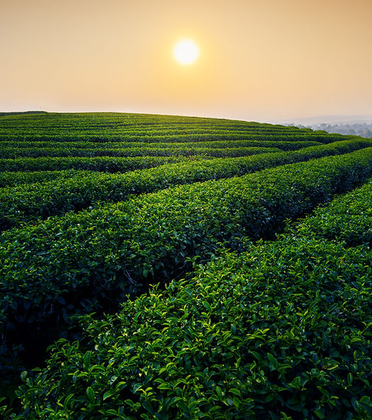 terraza-paisaje-de-plantaciones-de-te-verde-en-la-manana-chiang-mai-tailandia.jpg