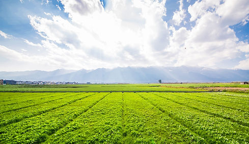 tierras-de-cultivo (1).jpg