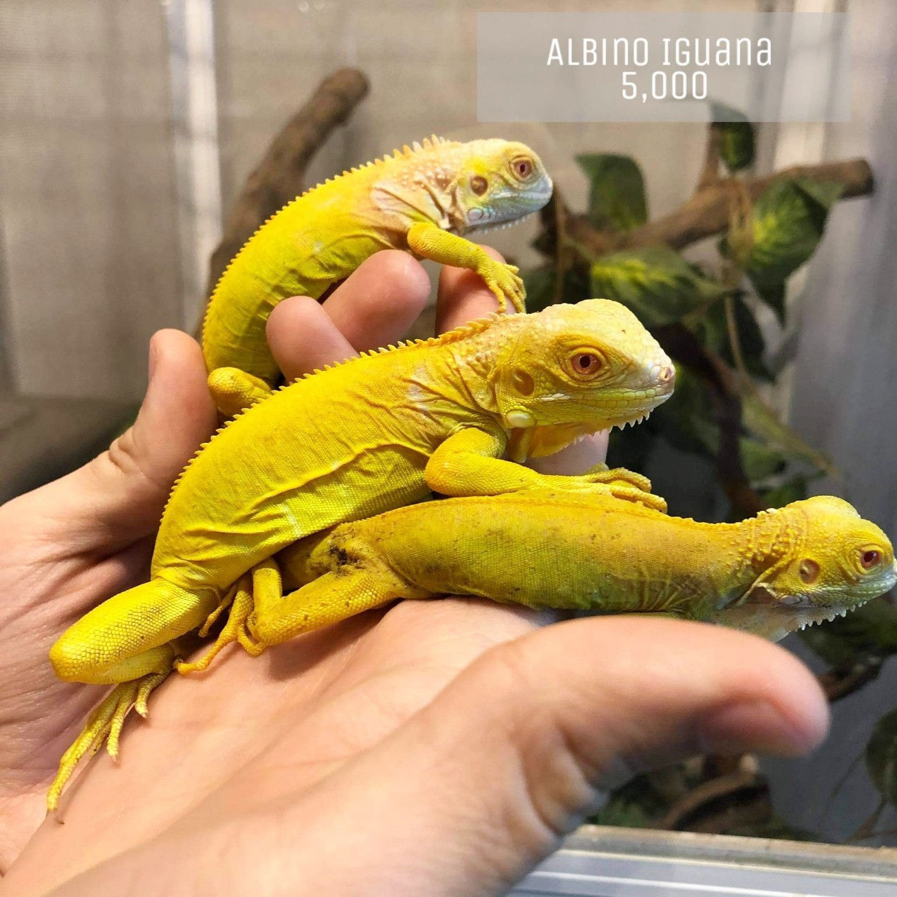 Albino Iguana Y20