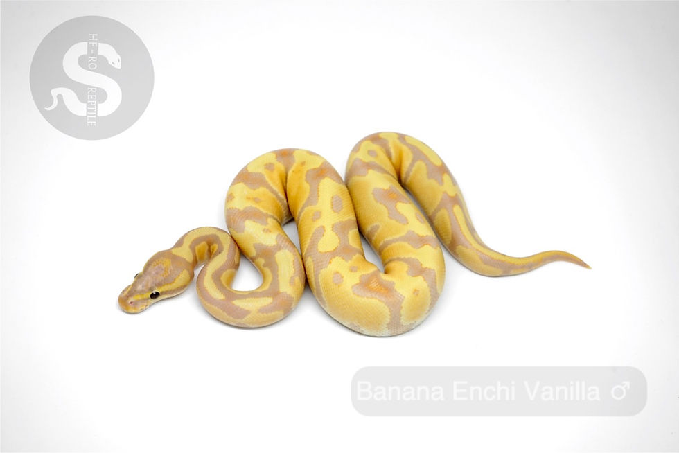 Thumbnail: 1.0 Y20 BANANA ENCHI VANILLA