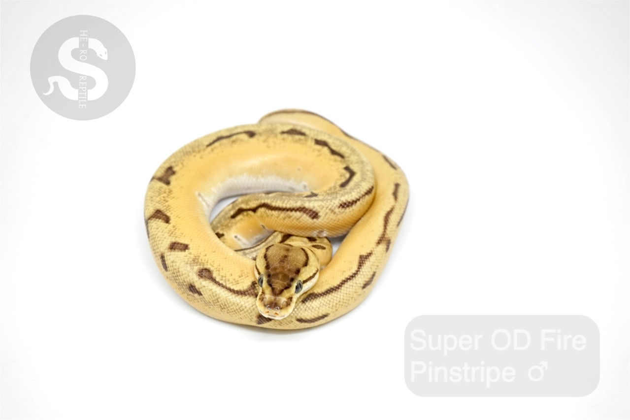 0.1 Y20 Super OD Fire Pinstripe