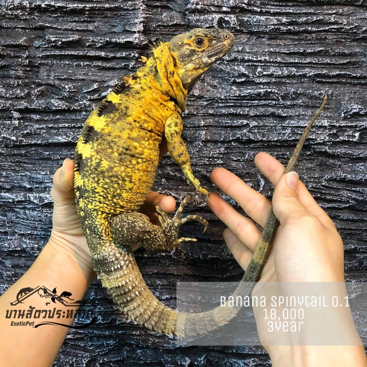 Banana Spinytail Y20