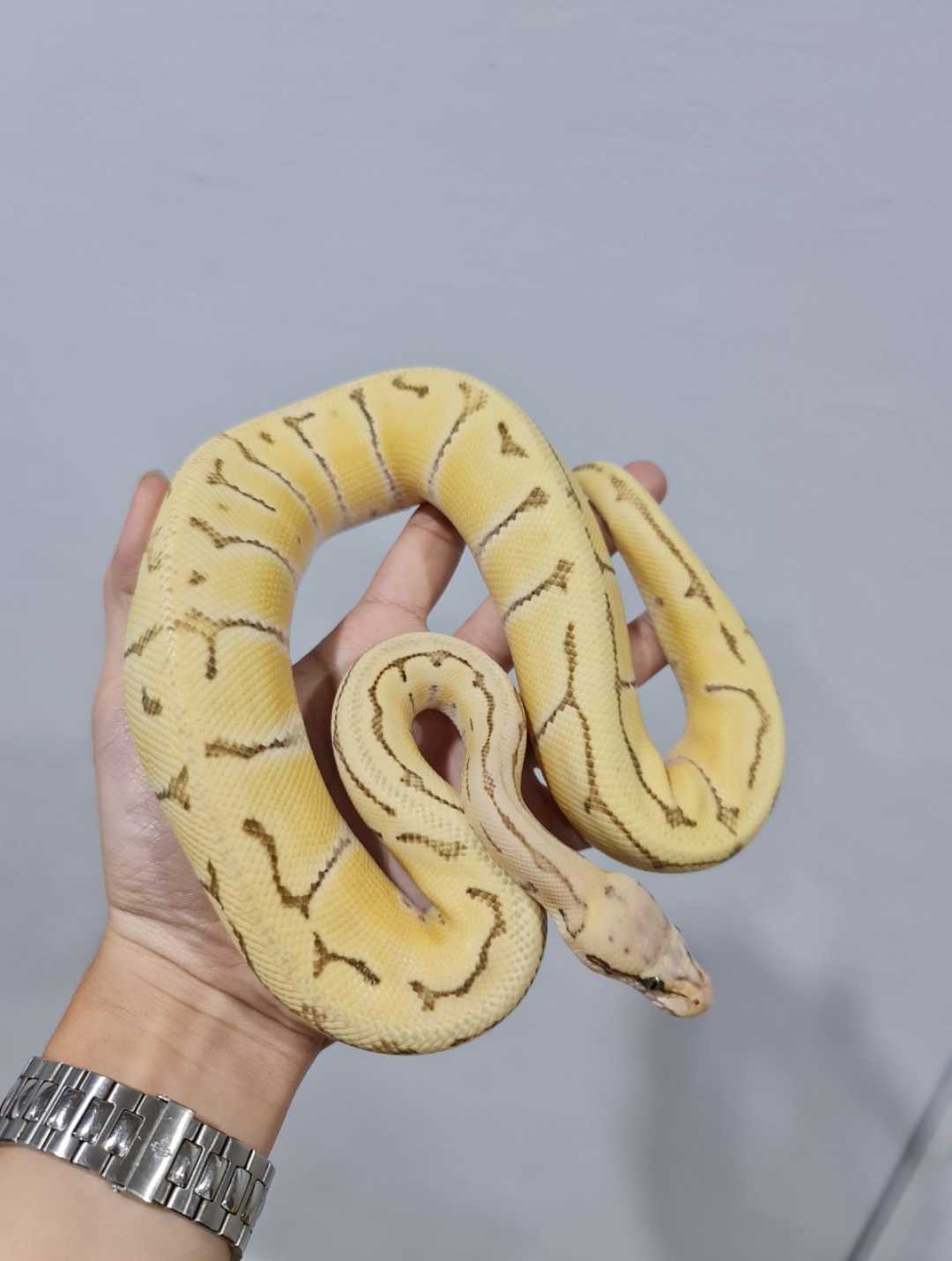 1.0 Y20 ENCHI PIN PASTEL DESERT GHOST