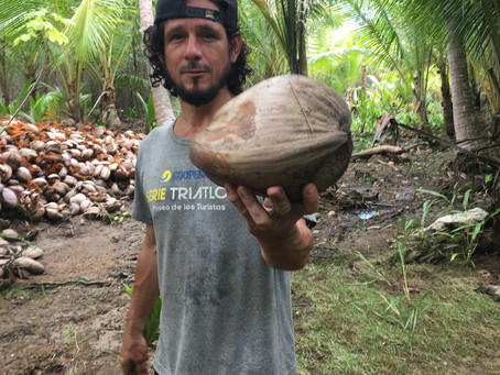 Let's Go Nuts Over Cocos