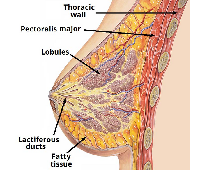 breastanatomy