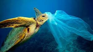 Sea Turtle with plastic bag Unknown photographer
