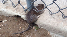 Don't Let Rodents Get Away With It
