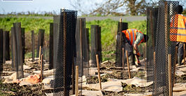 Le SMCA restaure la ripisylve !