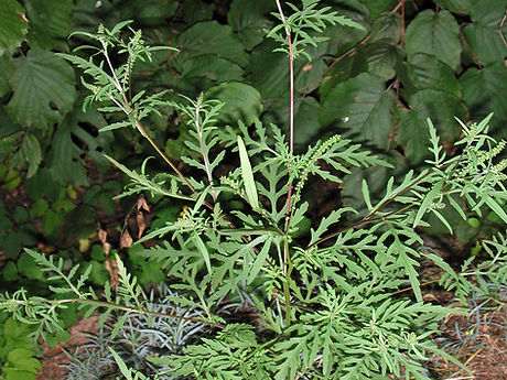 Ambrosia_artemisiifolia_10444.jpg