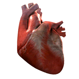 Heart beating gif 1.gif