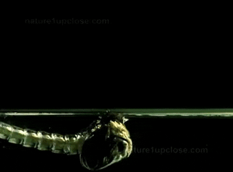 Mosquito coming out of pupa 1 gif.gif