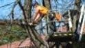 Tree-Trimming-Safety