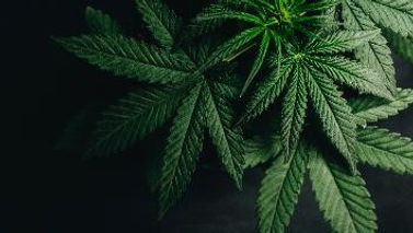 Cannabis-Awareness-CAN-