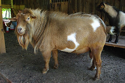 Nigerian Dwarf buck