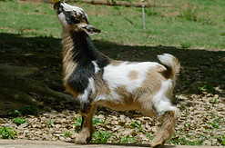 M18.jpg