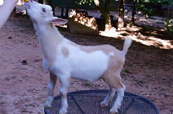 Nigerian Dwarf Baby Goat