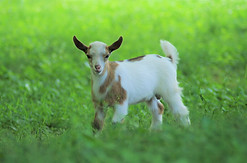 Nigerian Dwarf Buckling