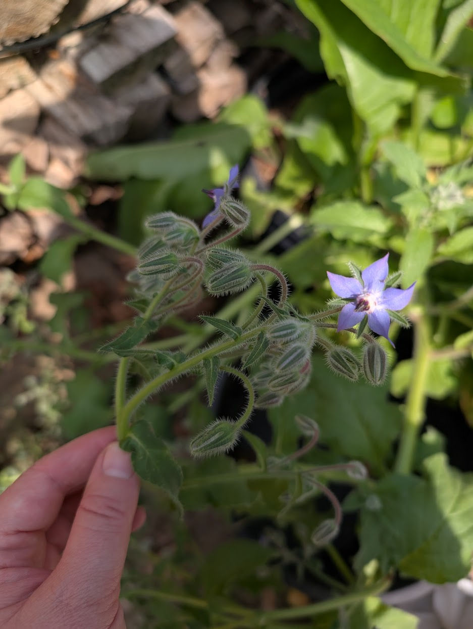 hand holding borage plant and flower