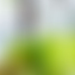 Adam's Green Juice