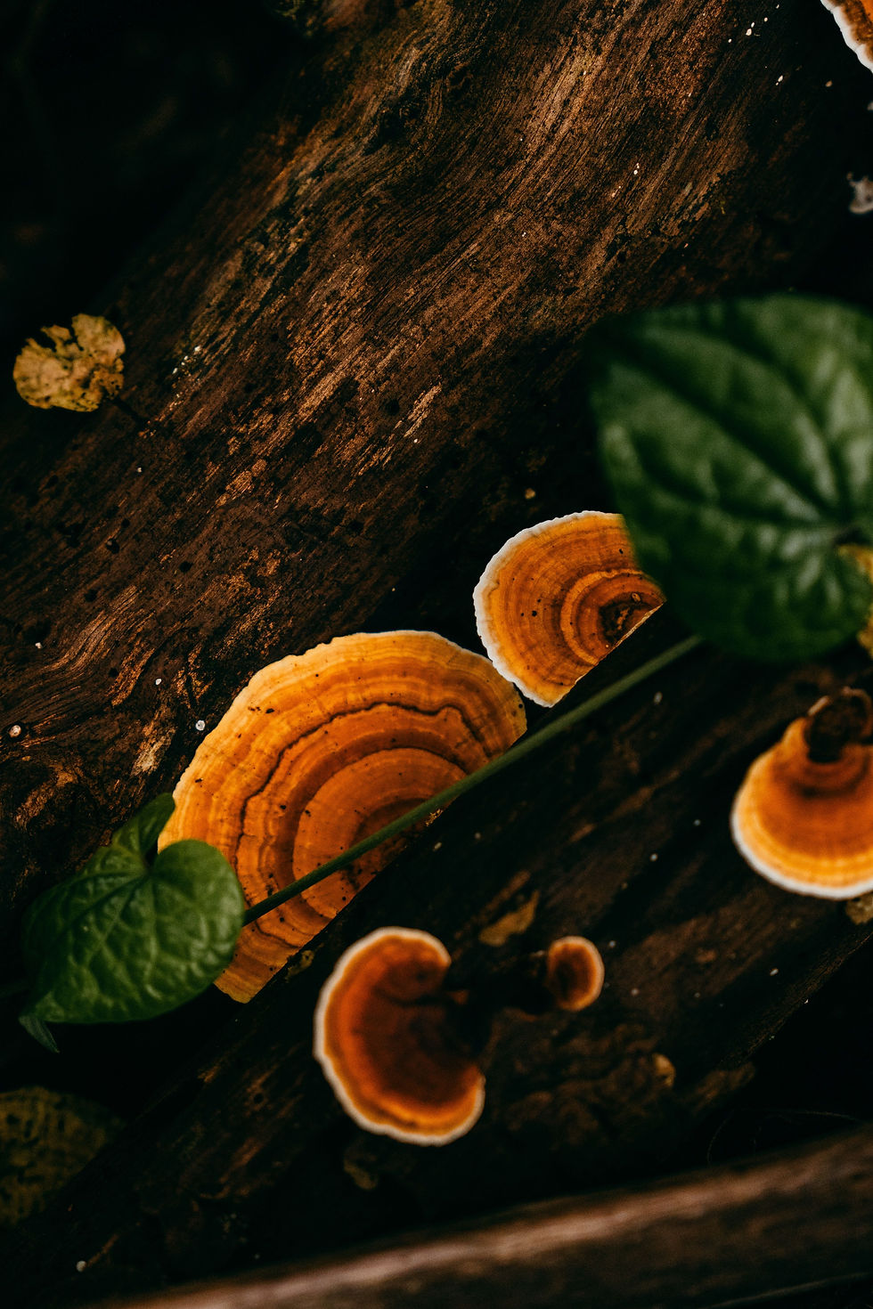 pexels-stijn-dijkstra-1306815-29988884.jpg