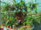 house plants