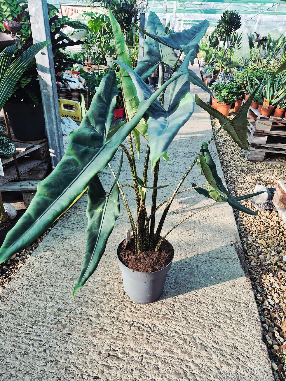 Alocasia 'Tigrina'