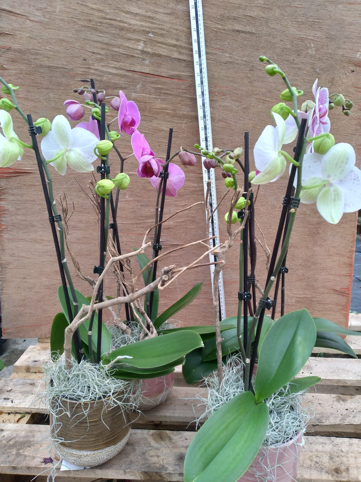 Phalaenopsis Orchid 2 stem