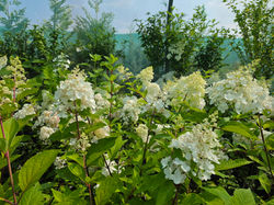 Hydrangea